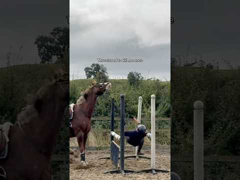 She is awesome 🤣❤️ #horse #equestrianjourney #equestrian #horsegirl #horseriding #pony #funny