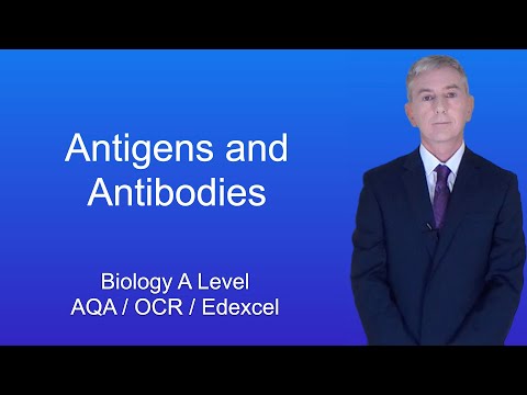 A Level Biology Revision “Antigens and Antibodies”