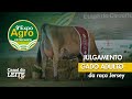 Expoagro Cotricampo 2025 - Julgamento do Gado Adulto da Raça Jersey