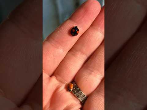 Heryerdeler.. #uğurböceği #ladybug #bugs #nature #naturelovers #animals #doğa #shorts #fypシ゚viral