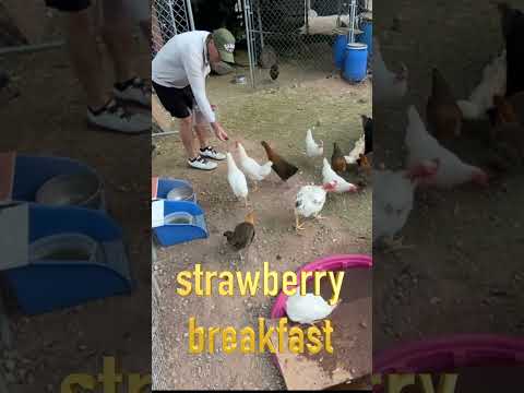 Breakfast at Chicken Land  #strawberry #chickens