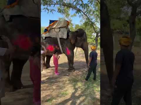 😱😱Elephant painting activity with Elephant fun park #shortvideo