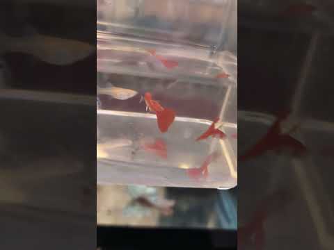 Dumbo the Elephant, nope 2 pairs Albino Full Red B 4279 ---- Dumbo the Elephant, nope 2 pairs Albino Full Red Blue Dumbo Ear Guppy 
Don't forget to sub