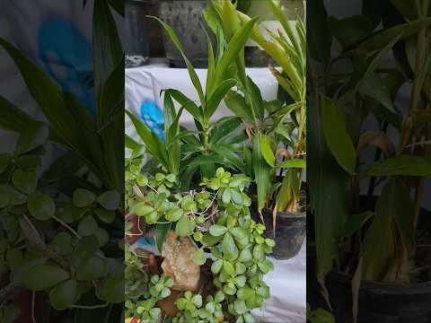 Beautiful indoor plants in my garden 🏡 #garden #gardening #houseplants #ytshort #indoorgardener