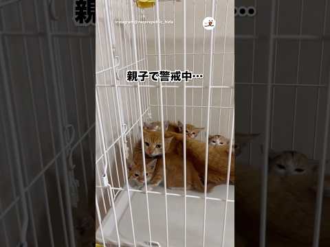 猫の動画サムネイル - 親子の保護猫、全員警戒｜PECO
