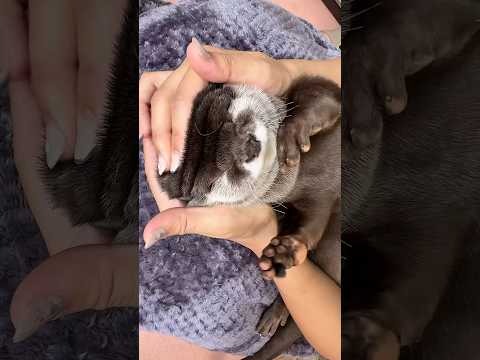 カワウソの顔のお肉がヤバイ #shorts