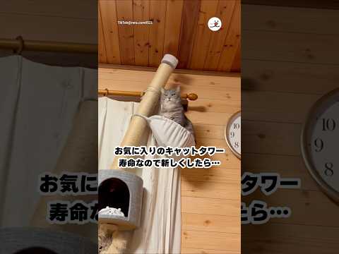 猫のかわいいしぐさと表情の変化を動画で紹介 サムネイル