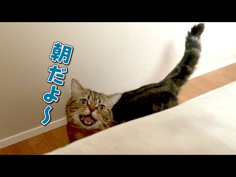 早朝に大声で鳴いて起こしてくる猫に困ってます…
