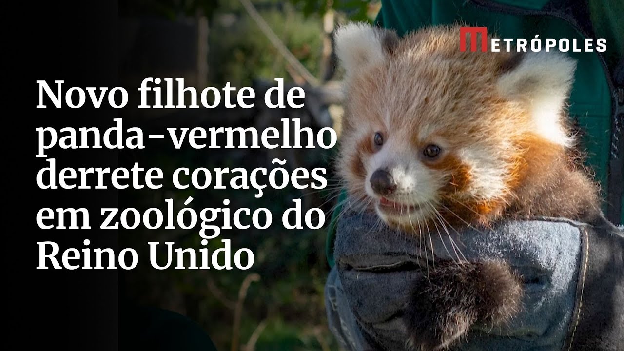 Novo filhote de panda-vermelho derrete corações em zoológico do Reino Unido
