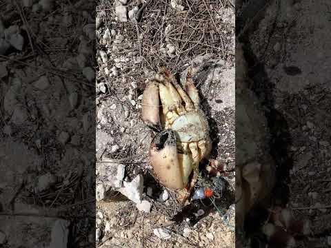 Stone crab caught tangled while fishing with shrimp! video thumbnail