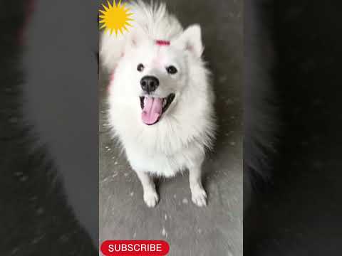 Aliza 😘🥰cute doggies🥰😍 loves pet ☺🥰#shorts #ytshorts #animals #trending #dog#puppy