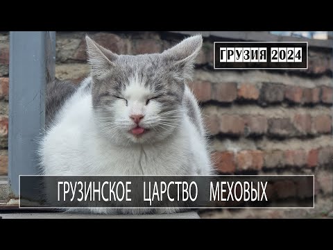 Та самая Грета. Серный тоннель. Руф сталинки. Бобы и котики. Тбилиси. Грузия 2024 с МШ