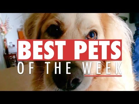 Best Pets of the Week Video Compilation | September 2017 - UCPIvT-zcQl2H0vabdXJGcpg