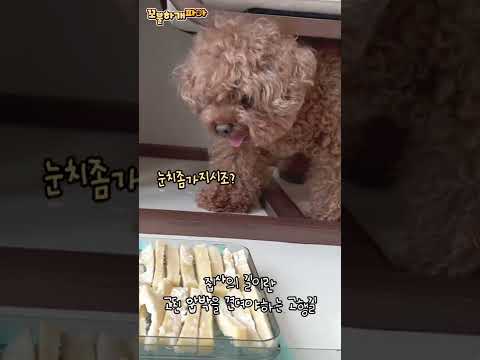 간식 만드는 집사 옆에 와서 간식동냥하는 강아지❤️