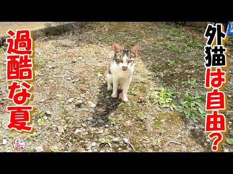 【保護猫 外猫】外猫にとって過酷な夏