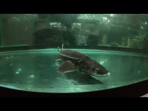 White sturgeon's 2nd FL summer_ bad at 84-86F (see Our website_  https_//fish-story.com/

You can connect with us on Monster Fish Keepers forum (screen