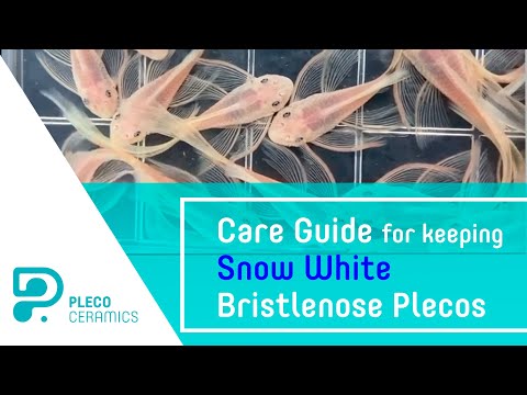 Care Guide for keeping Snow White Bristlenose Plec Here is this video I share key principles about keeping Snow White Bristlenose plecos.

Article on o