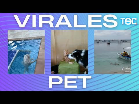 ¡Animales haciendo travesuras que no creerás!