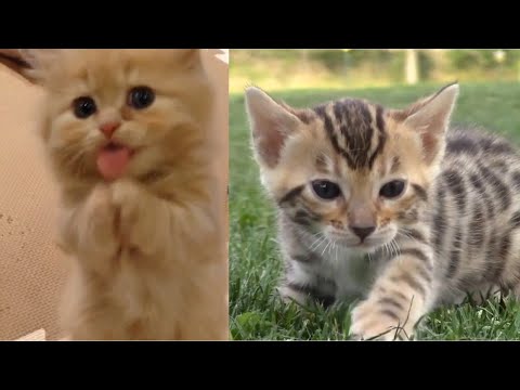 29 Cute Kitten Videos Compilation 2016 - UCPIvT-zcQl2H0vabdXJGcpg