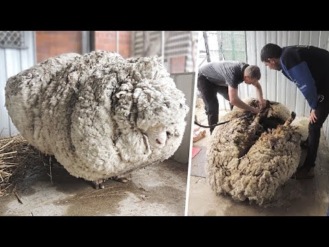 Esta oveja desapareció 5 años y así fue como volvió | Animales mas peludos