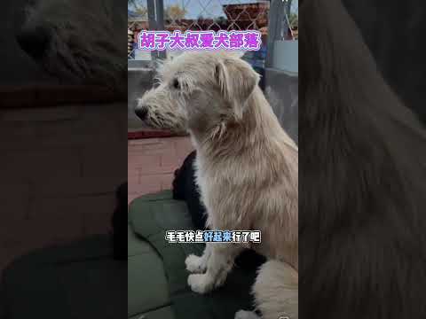 even after being sick king charles know who around him is loyal or a traitor. #kingcharles #dogs