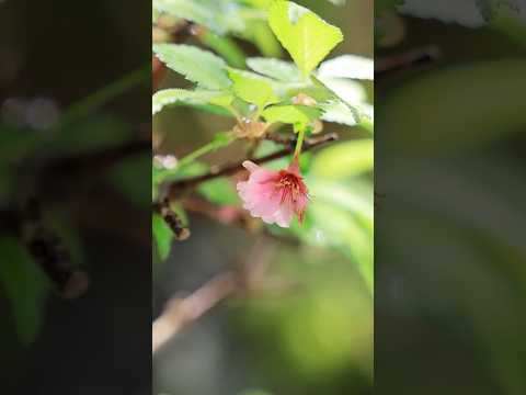 花終わり、桜のマグカップミニ盆栽 #bonsai #盆栽