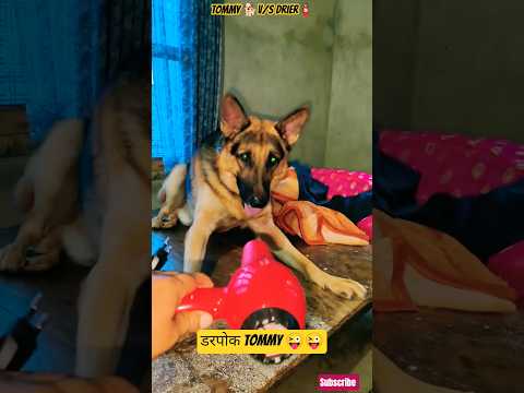 पंगा ड्रायर के साथ🤔😜#puppylove#music#dog#funny#funnyanimal#petlover#animals#streetdog#youtubeshorts