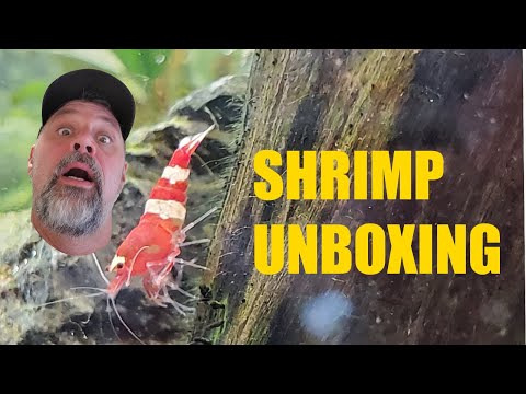 SHRIMP UNBOXING from FLIP AQUATICS  From Black Fri SHRIMP UNBOXING from FLIP AQUATICS  From Black Friday Sale 2019. Please subscribe  https_//www.youtu