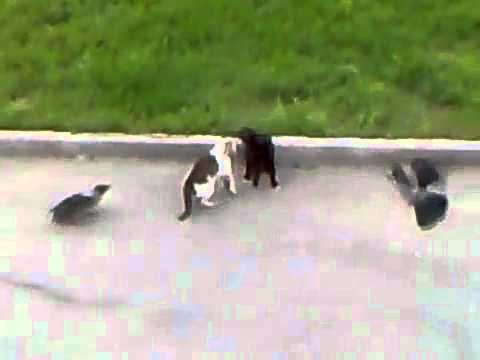 Epic Cat Fight (cat's horror) - UCkIAPBRr82MUFDiHHjw8JpQ