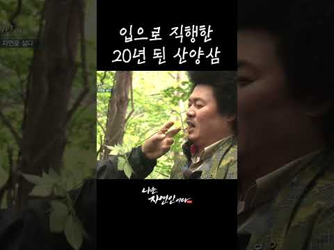 입으로 직행한 <strong>20년</strong> 된 산양삼 #shorts