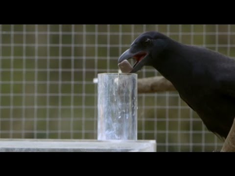 Are Crows the Ultimate Problem Solvers? | Inside the Animal Mind | BBC Earth - UCwmZiChSryoWQCZMIQezgTg