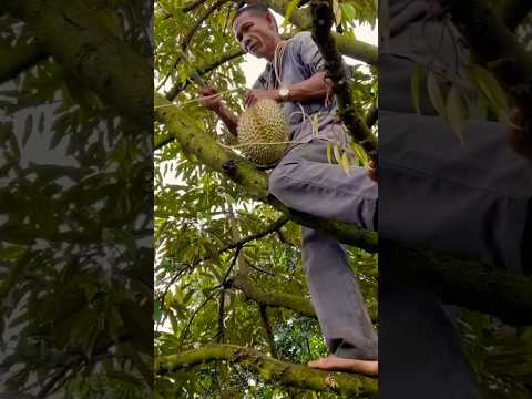 How Dorians Are Picked!😲#durian #kingoffruits #durianfruit #durianfarm  #fruit #nature #smellgood