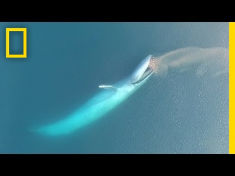 See Blue Whales Lunge For Dinner in Beautiful Drone Footage | National Geographic - UCpVm7bg6pXKo1Pr6k5kxG9A