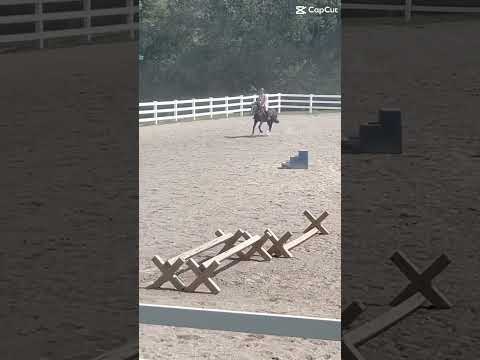 She refused a few jumps but was good nonetheless #horse #pony #horseriding #equestrianjourney