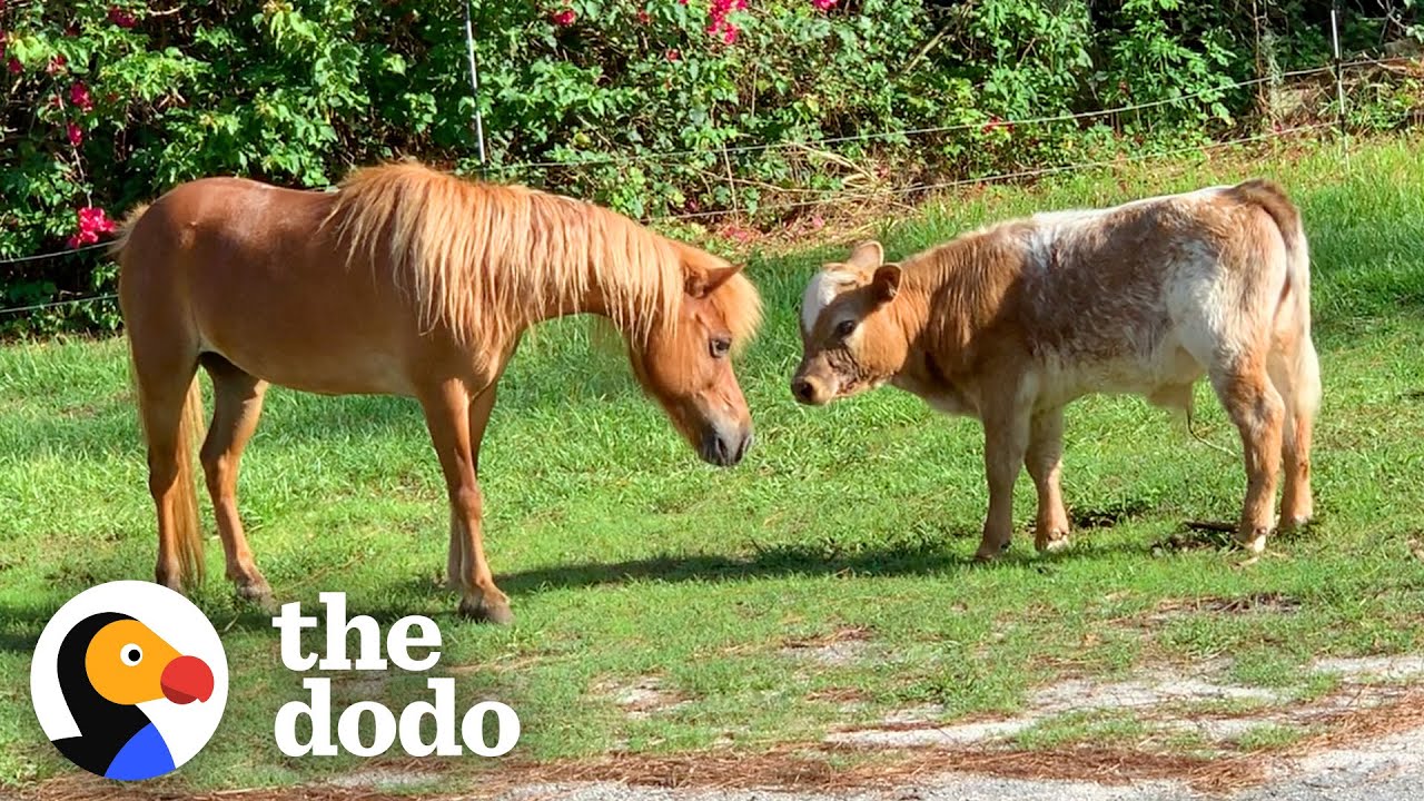 Baby Cow Struggles To Find Friends Until… | The Dodo