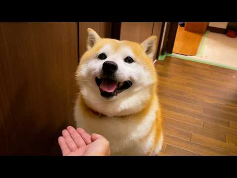 家族との再会に集中する柴犬らんまるのキュートな行動 サムネイル