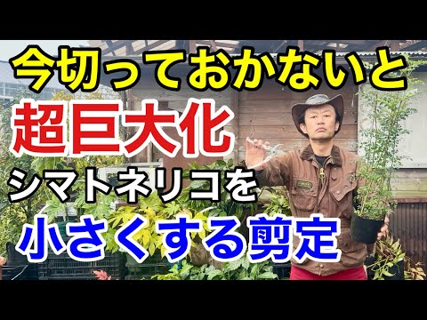 【必ずここを切る事】シマトネリコをコンパクトにする剪定方法教えます　　　　　【カーメン君】【園芸】【ガーデニング】【初心者】