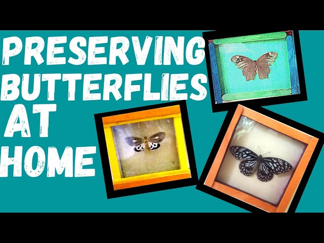 How To Preserve A Butterfly?