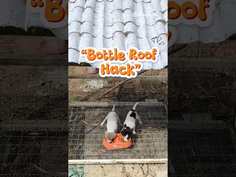 "Bottle Roof Hack" #BottleRoofHack #DIYRoof #RecycleIdea #UpcycleProject