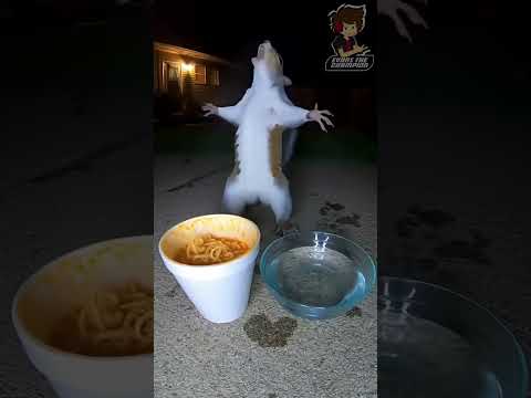 🔴PICA PERO RICO 🌀Parodia Español🌀[ Video Random en Español ] #memes #humor #comedia #parodia #art