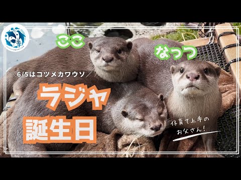 猫の動画サムネイル - 【誕生日】コツメカワウソ「ラジャ」10歳の誕生日【サンシャイン水族館】