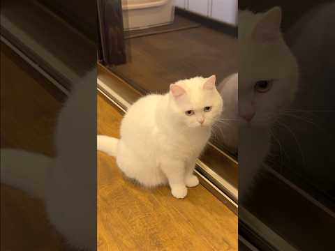 夜、外に出たがる猫を出してみたら… #ポムしま