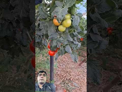 how to agriculture #satisfying #garden #gardening #vegetables #farming #pepperspray