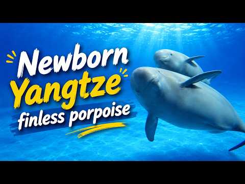 Watch the rare head-first delivery of the Yangtze finless porpoise