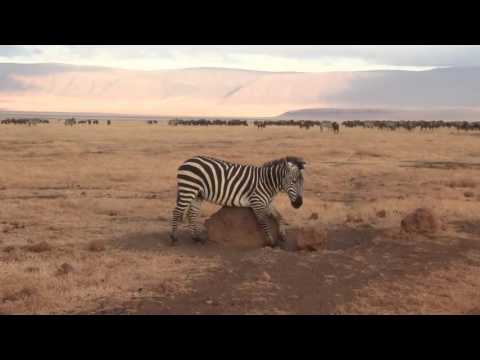 Funny zebra scratching its belly - Ngorongoro Crater