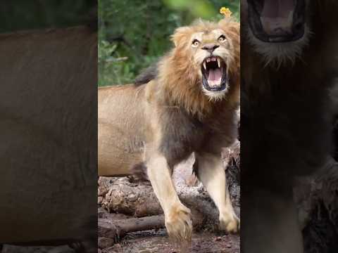 No one scares the king of the savannah. 🦁 #lions #africa #safari