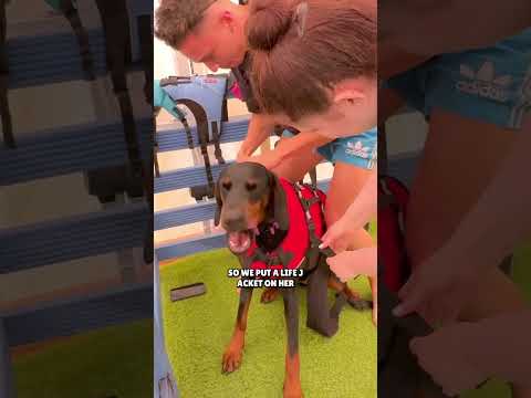 My Dog Tries Swimming For the First Time!