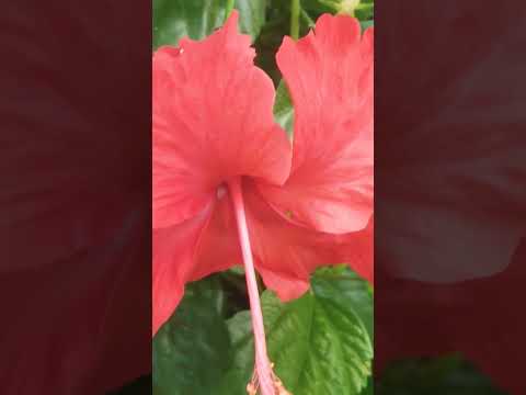 नवरात्रि के भावसार पर शशांक मिश्रा शुभकामनाएं बने रहिए सब लोग लाइक सब्सक्राइब