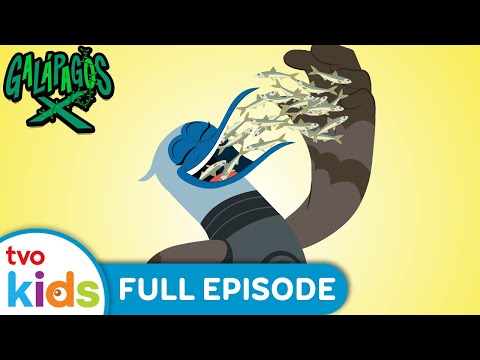 GALAPAGOS X – For the Birds 🐦🐤 NEW 2024 Show Season 1 Full Episode | TVOkids