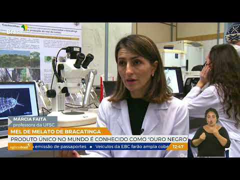 Ouro negro: conheça o mel de melato de Bracatinga